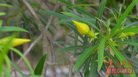 黃花夾竹桃毒